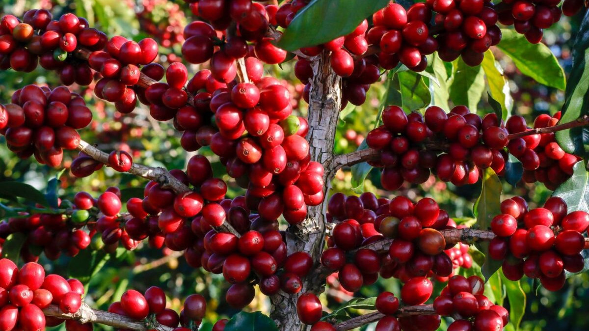 639208257837438591_vietnam organic coffee.jpg